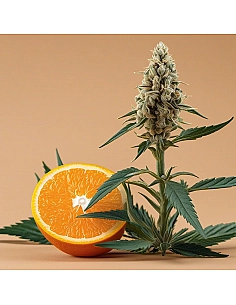 Cannabis Innovation CBD...